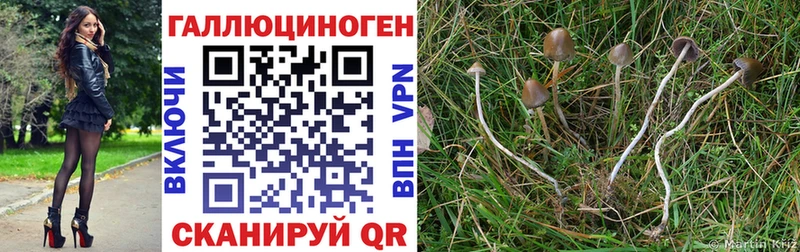 blacksprut рабочий сайт  Муравленко  Псилоцибиновые грибы мицелий 